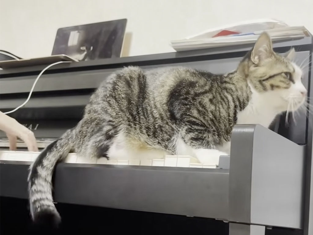 お姉ちゃんのピアノが大好き！ 演奏を聴きながら尻尾でリズムをとる猫