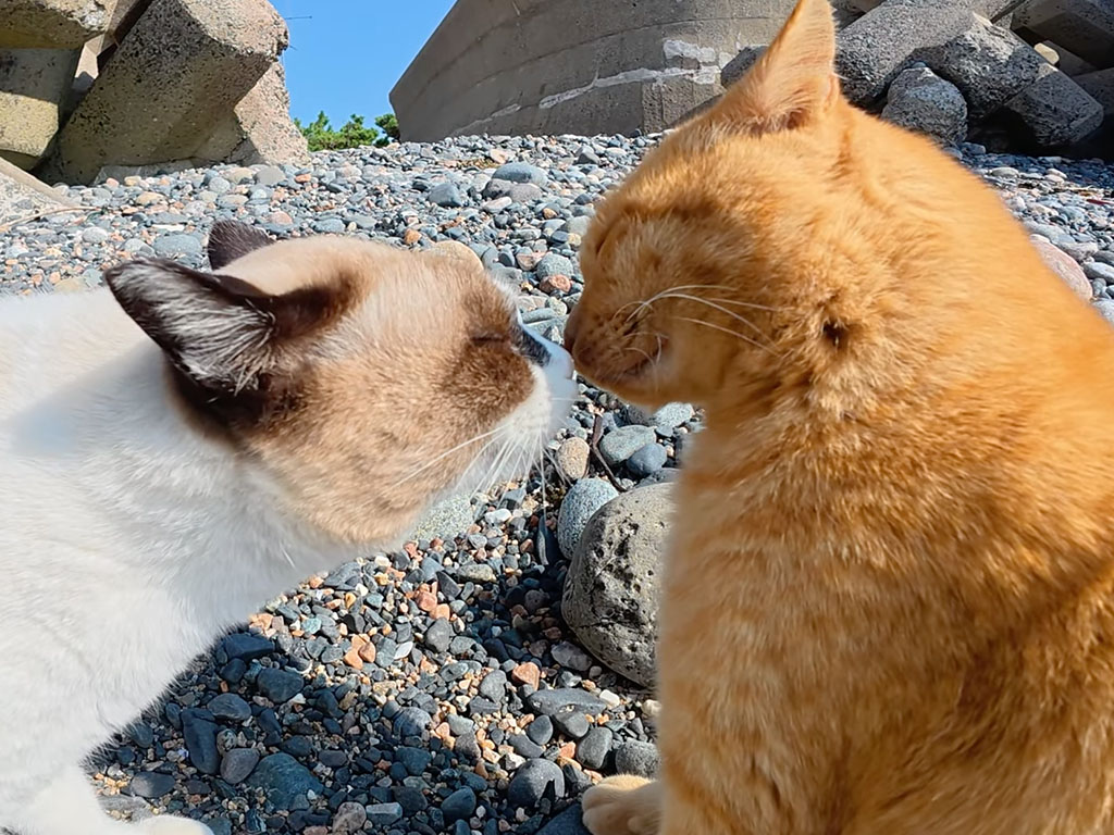近距離すぎる口喧嘩! でもどこか仲良しに見える猫さんたち