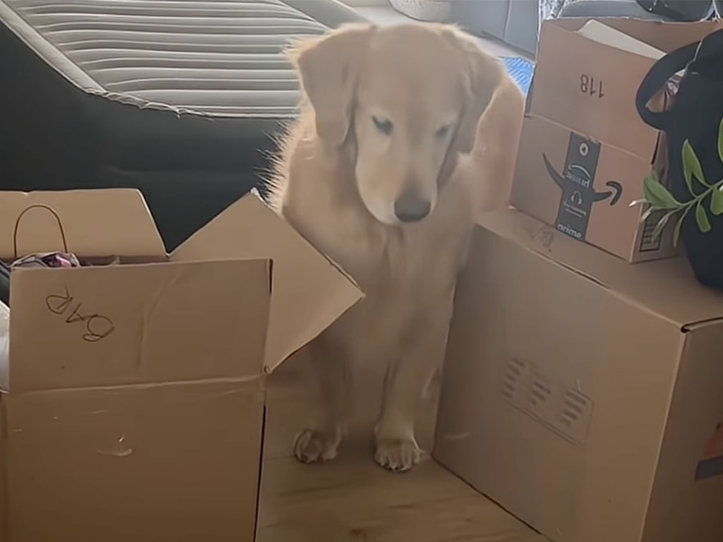 「段ボールの隙間が怖いよー」勇気をふりしぼった犬さんのほっこり成長記