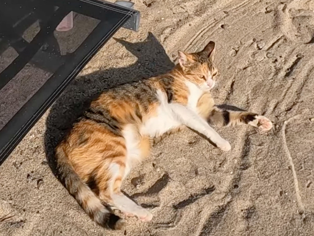 「ここ最高〜！」日光浴を楽しむ海辺の三毛猫さん