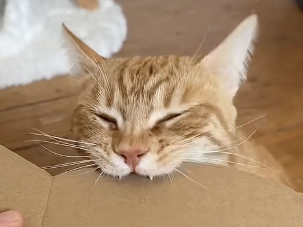 心地良すぎる音でバリバリ! ダンボールを噛む猫の集中力がすごい