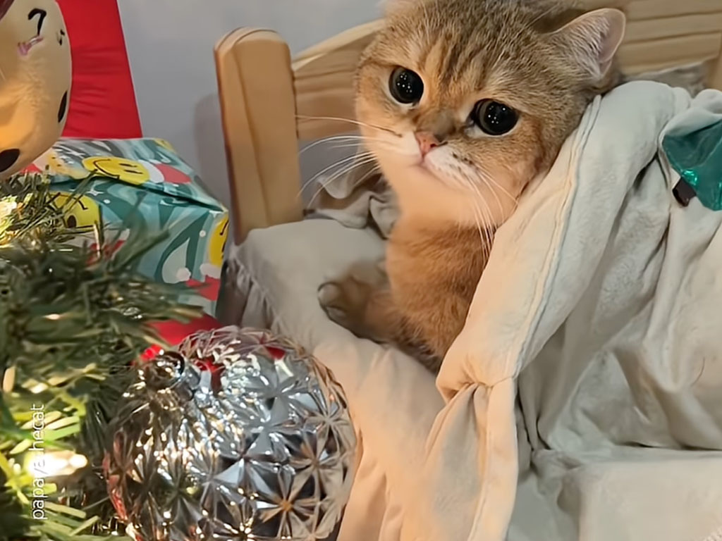 あと一ヶ月でクリスマス！ 猫さんたちも「肉球」で飾り付けに参加！