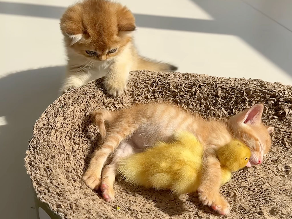 アヒルの子と寝る子猫に嫉妬、拗ね顔が隠せない子猫さん