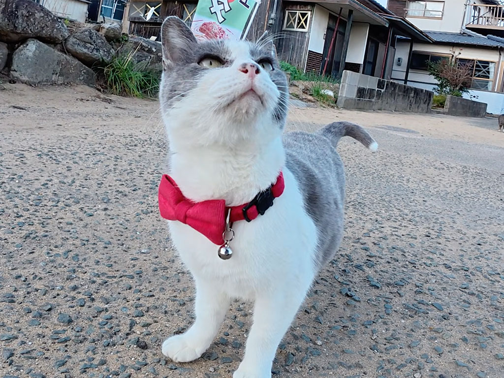 赤いネクタイがよく似合う猫さん、見事な接客で食堂まで案内!