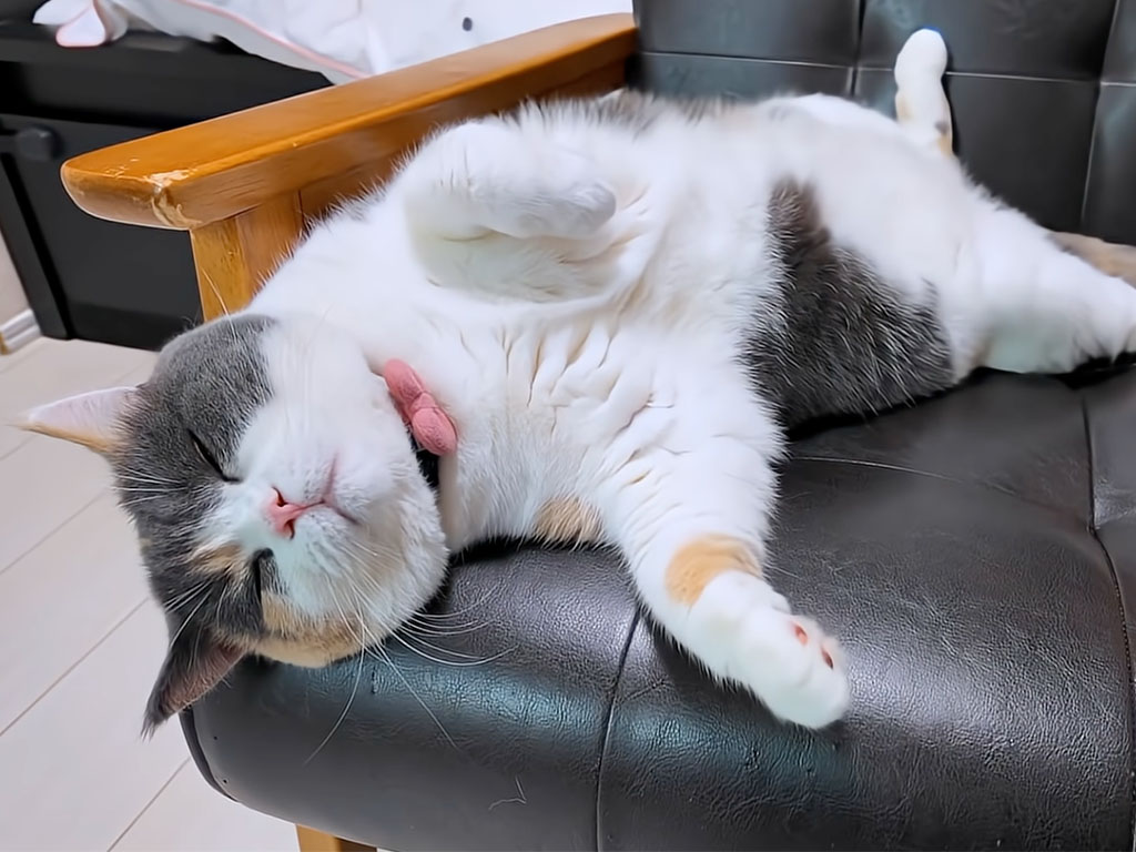 大の字で寝ながら、ひじかけにむぎゅっ… それでも動かない猫さんのお気に入りの席