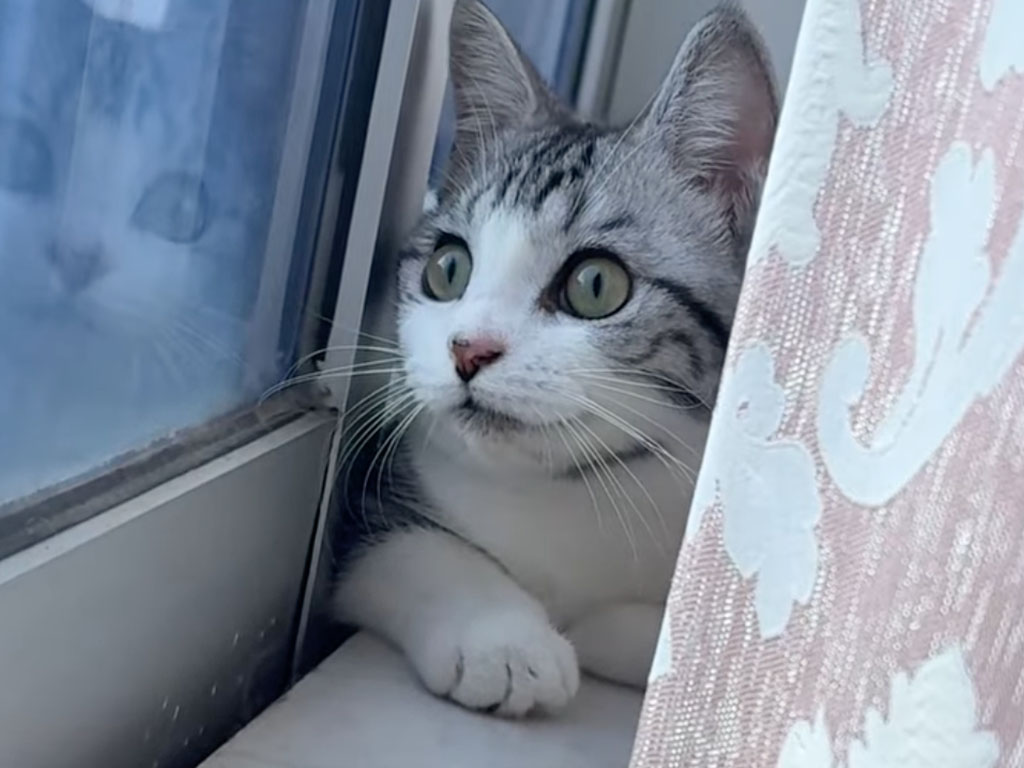 カーテンの裏で密かに警備中、今日も真剣なニャルソック!