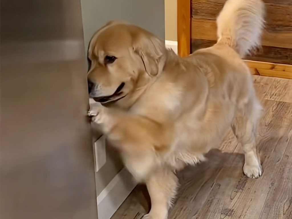 冷蔵庫=宝箱! 開けてほしくて全力パンチする犬さんが必死すぎる