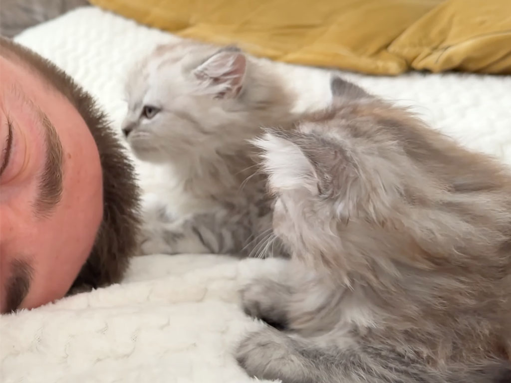 飼い主が先に寝ちゃった瞬間、子猫たちの止まらない“好き好きアタック”開始!