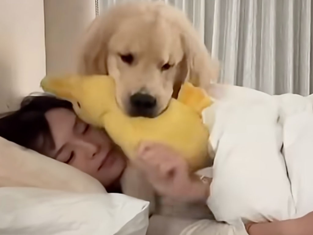 二度寝不可! 愛犬の全力モーニングコールが可愛すぎる