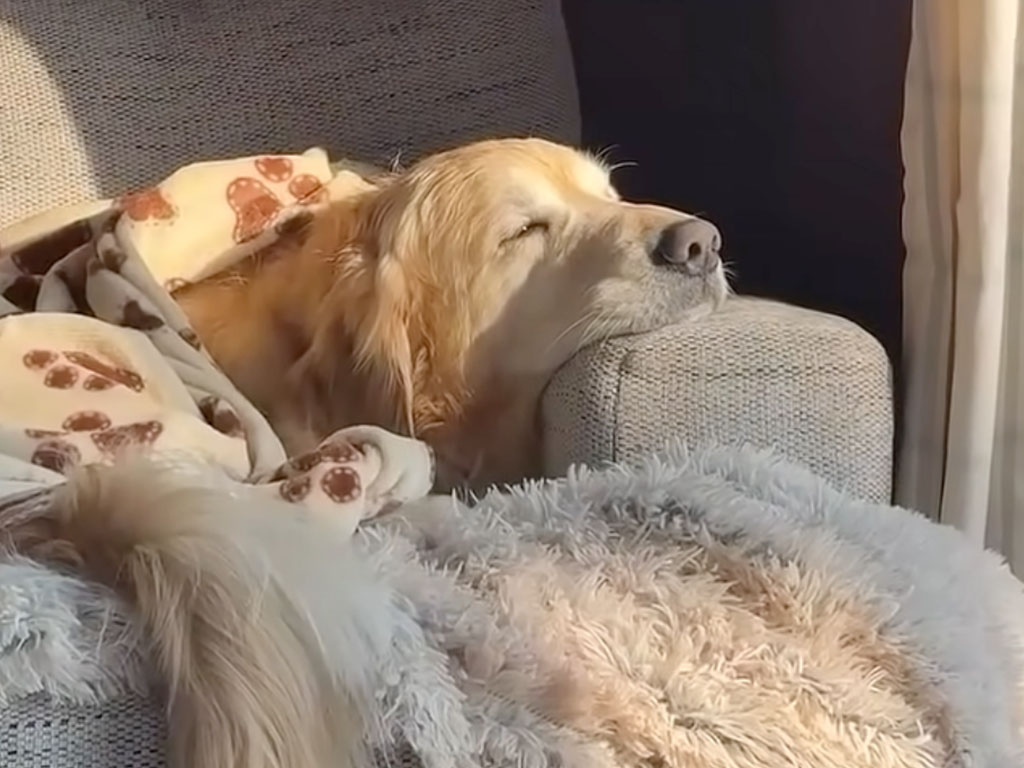 窓を見るのが大好きな犬のための、最高すぎる特等席!