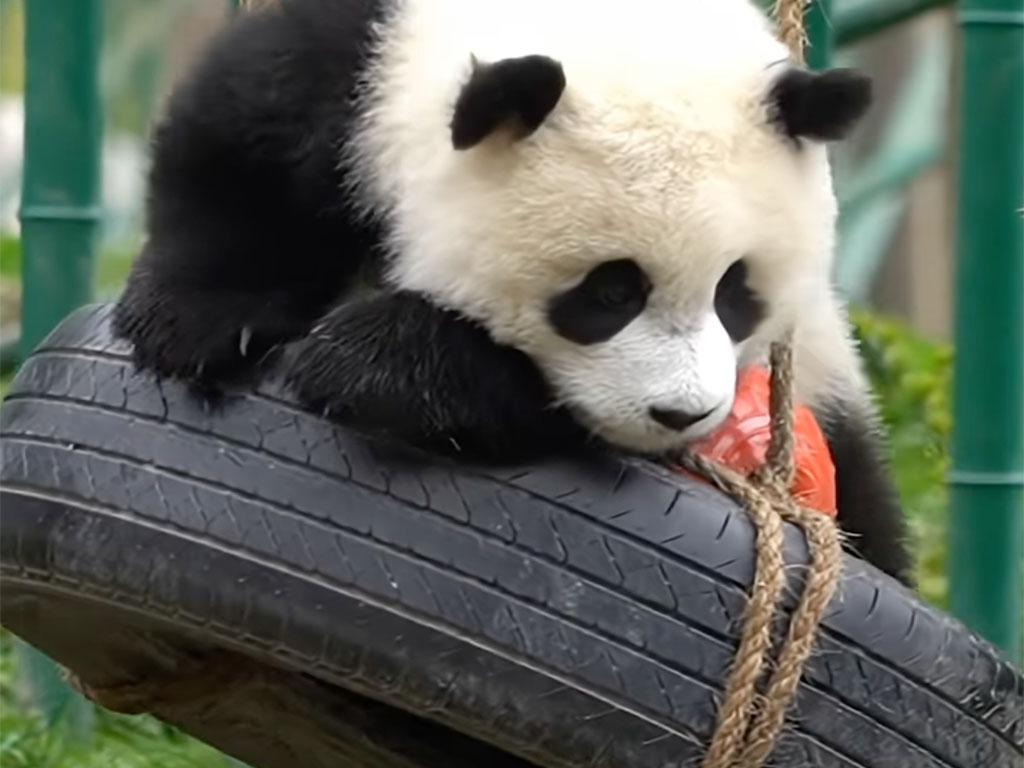 タイヤ遊具で大はしゃぎ! 落ちそうで落ちない運動神経抜群のパンダさん