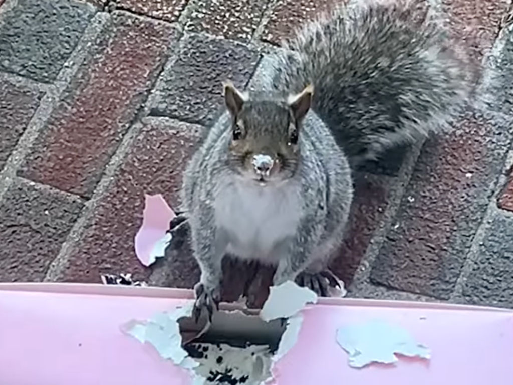 置き配フードを“試食”するリスさん、穴を開けてモグモグする姿が可愛くも大胆!