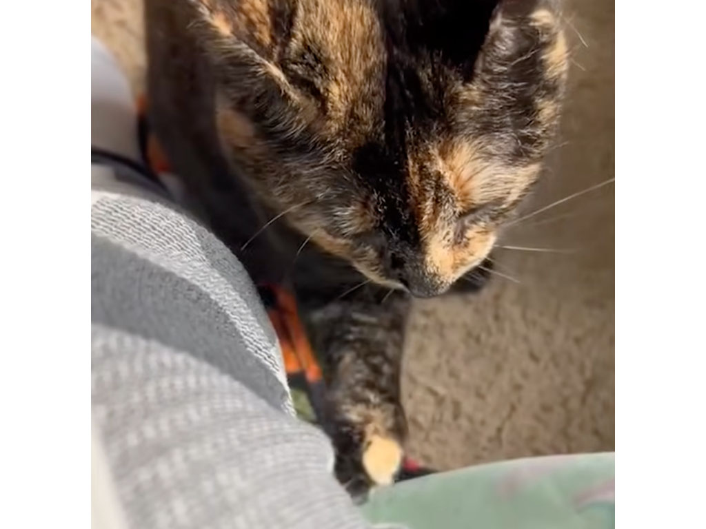 そっと膝をトントン… 控えめすぎるアピールで飼い主を呼ぶ猫さんが愛おしい