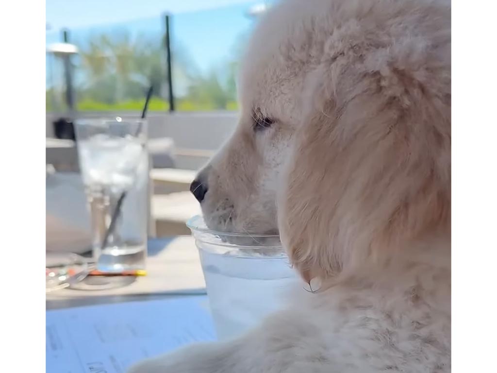 「僕も飼い主さんと同じで！」テーブルマナー満点？ 初ブランチに挑戦する子犬さん