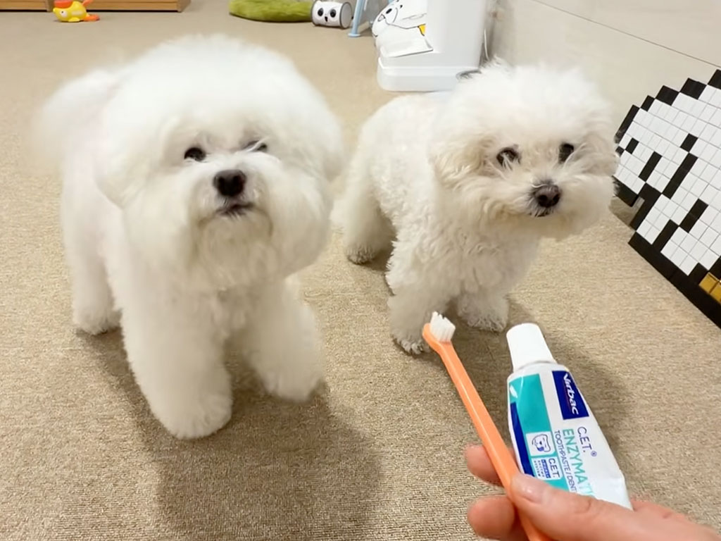 歯磨きしたくない犬、「先にお姉ちゃんからどうぞ〜」人の会話を理解して完全拒否!