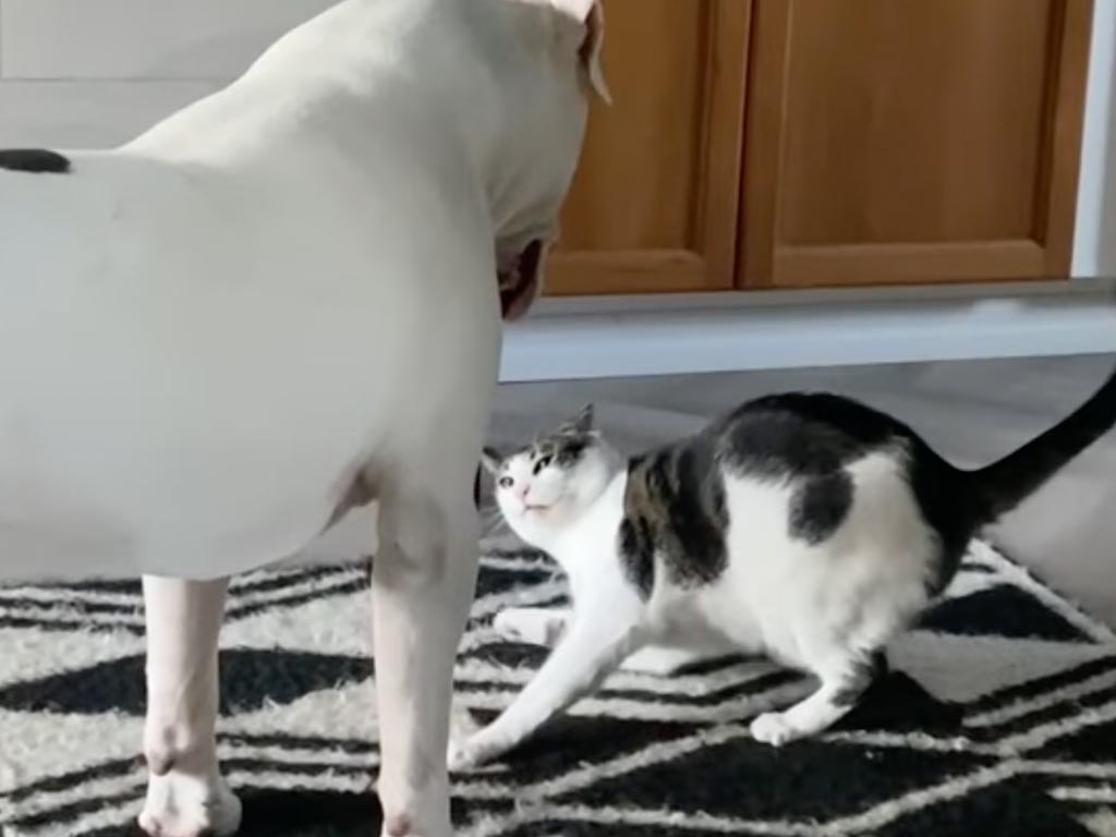 ちょっとハラハラ？ でも実は仲良し。犬さんと猫さんのじゃれ合い