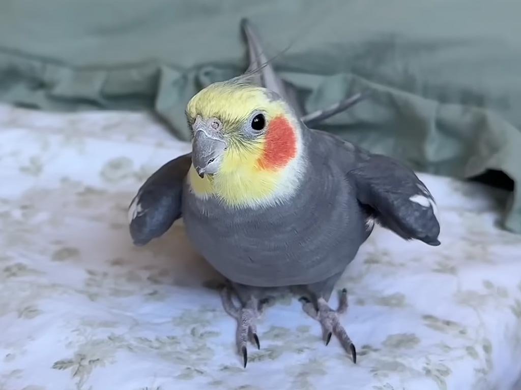 カメラを向けるたびに連続キス！サービス精神満点のオカメインコさん