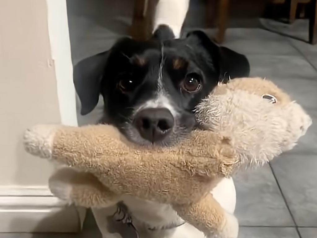 「おはよう」の代わりにこれあげる! 犬さんが毎朝持ってくるもの