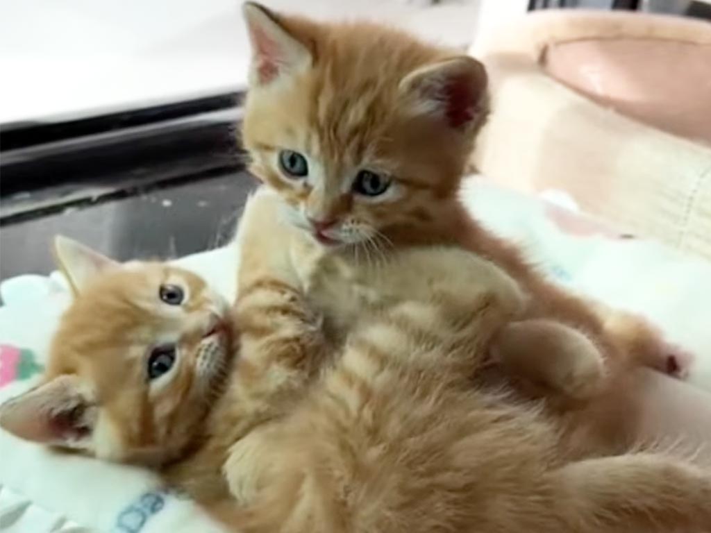 ころころ転がりながらじゃれ合う、茶トラ子猫さんたちに癒される♡