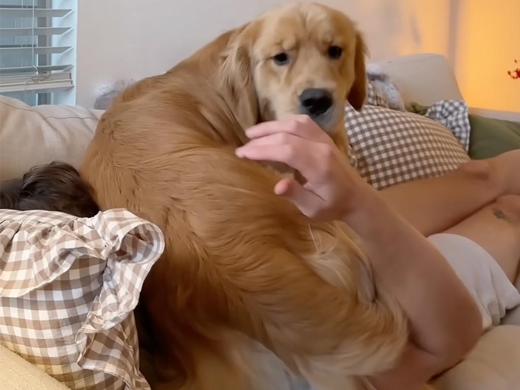 「飼い主の胸の上が安心できる」でも向きを間違えちゃった犬さん、途中で気づいて修正するのが可愛い