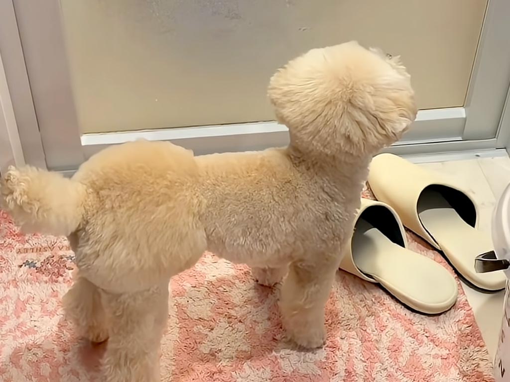 おふろに入っているお兄ちゃんが気になって…ドアの前を離れない妹犬さんのそわそわ時間