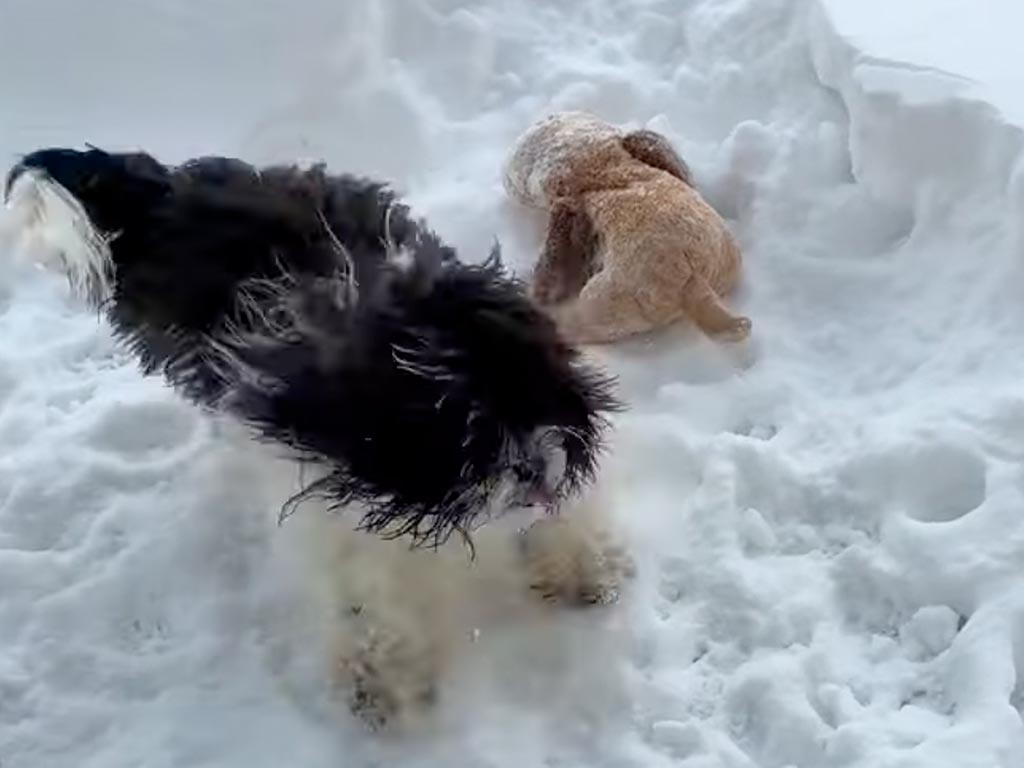 帰ろうと言ったのにこの反応！ 雪の中で大はしゃぎする犬さん