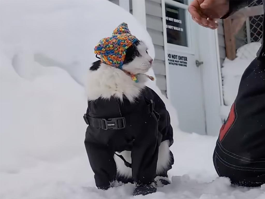 「ボク専用の帽子ニャ」雪の中で新しい帽子を被せてもらう猫さん。冬の準備がバッチリな姿に癒やされる