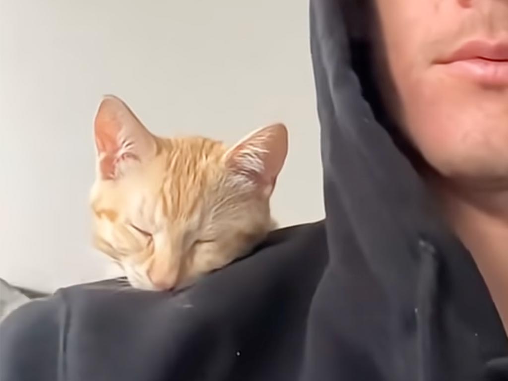 子猫の頃から安心できる場所はずっと同じ! いつでも飼い主の近くで眠る茶トラ猫さん