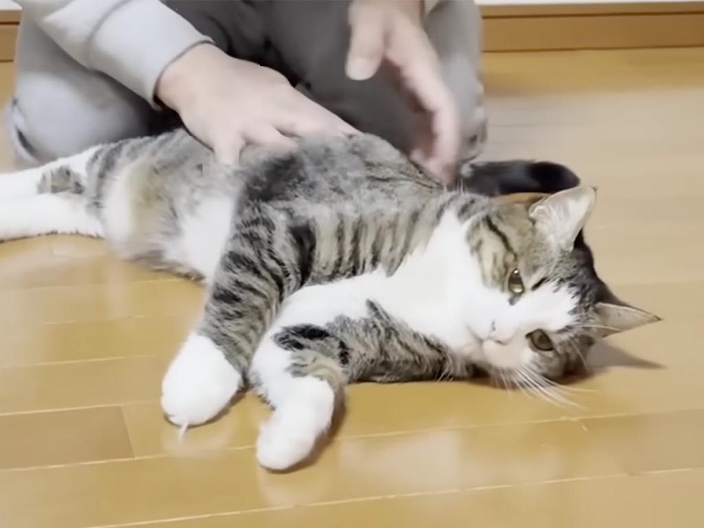 なでるたびにゴロン！ 気持ちよすぎて転がり続ける猫さん