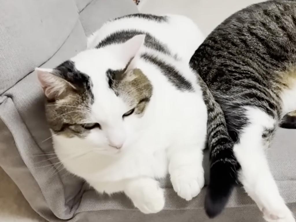 「ごめんやん…」一喝されてヘタレ顔に? 気まずいけれど離れたくない猫さんの小競り合いが可愛すぎる
