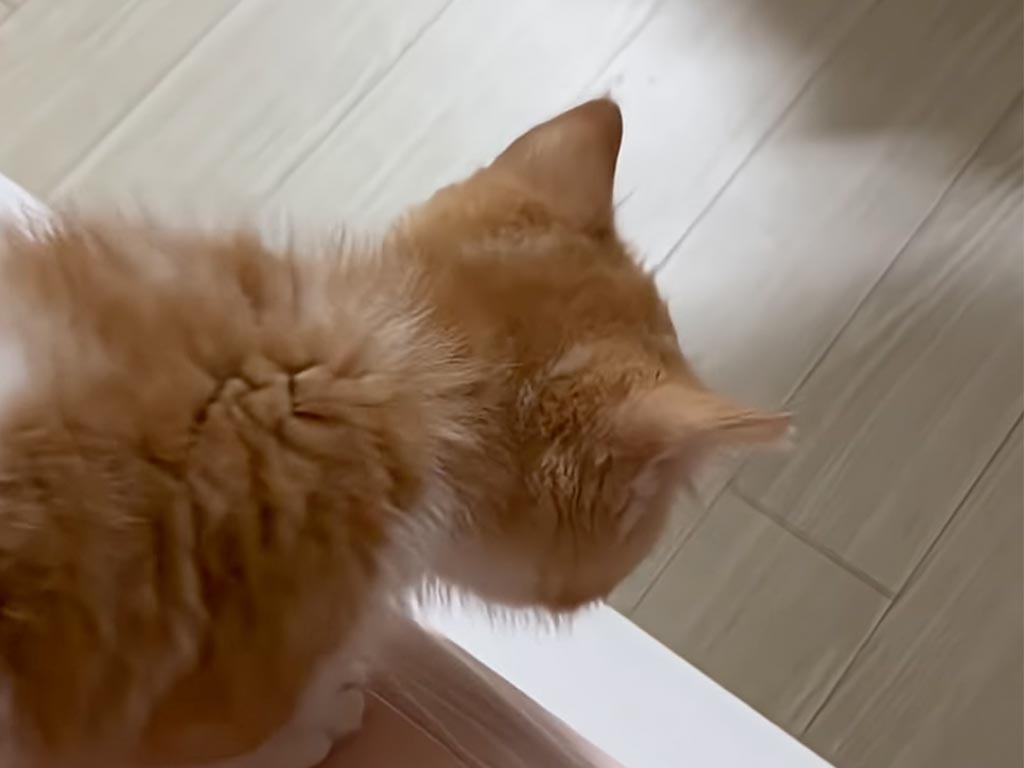 「見ててね!」と合図してぴょん! はじめての大ジャンプに挑戦した子猫さん