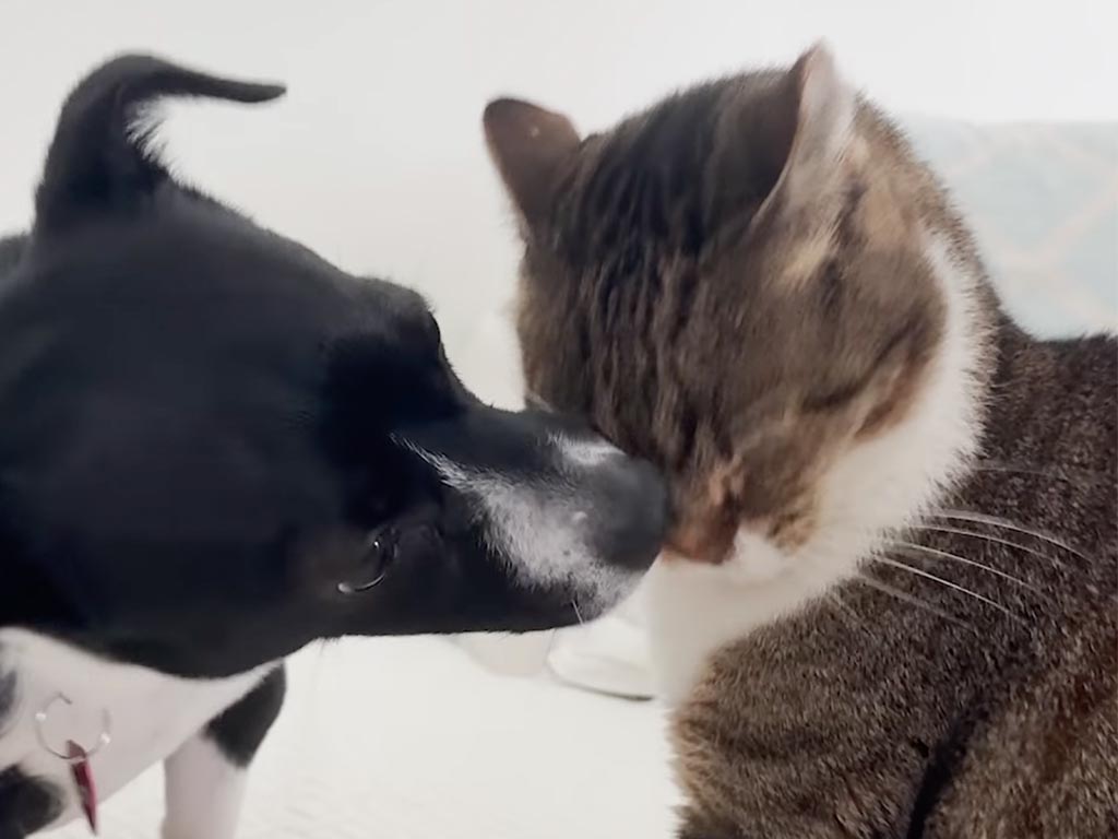 「誰かと一緒って幸せだニャ」ひとりっ子だった猫さんが子犬さんを受け入れ、すっかり仲良しな家族へ