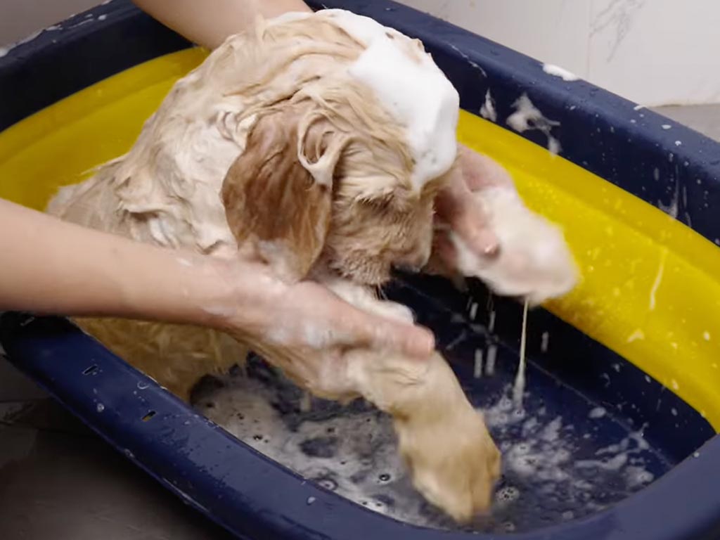 【お風呂デビュー】最初は不安だったけど… おもちゃと一緒にパシャパシャ！ 水遊びが大好きになった子犬さん