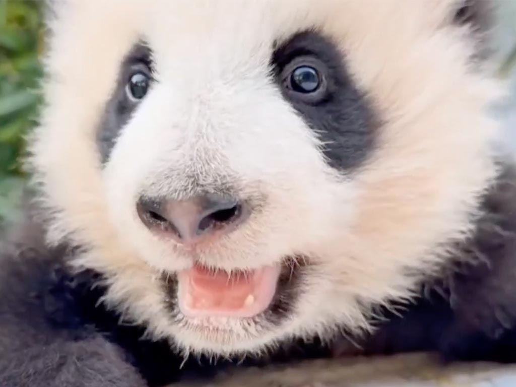 うん？ミュー？なんとも言えない赤ちゃんパンダの声が癒し♡