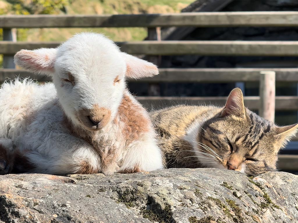 このぽかぽかは譲れない！最高の日向ぼっこ場所をめぐって。猫と子羊のゆ〜るい取り合い風景