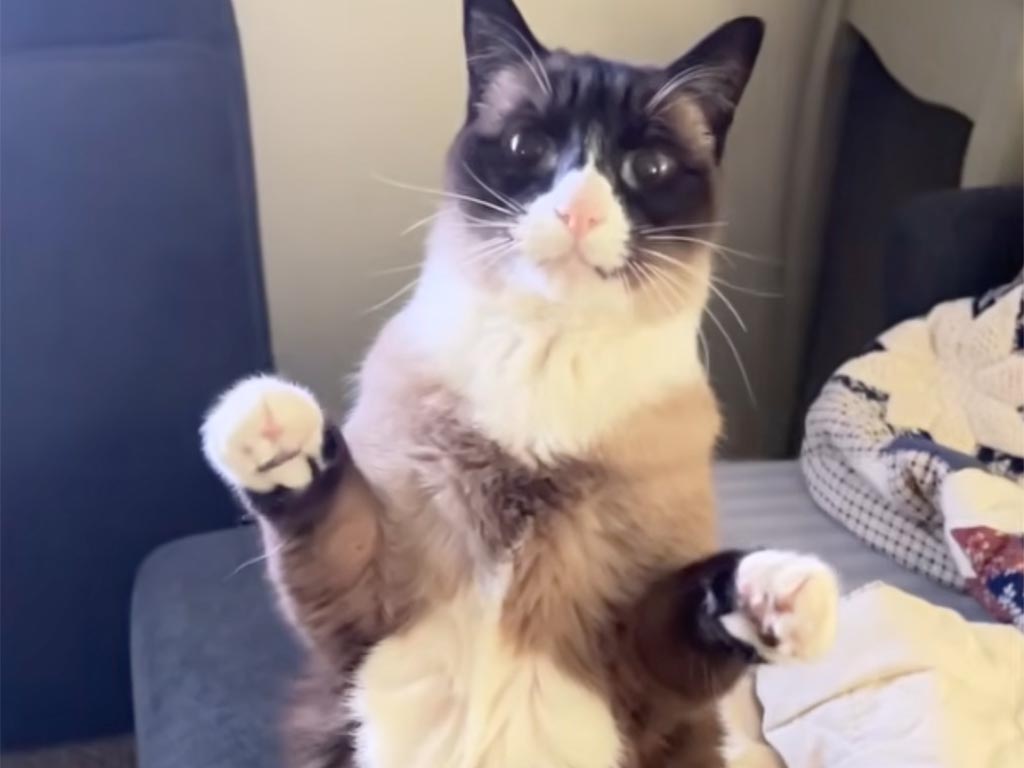 おやつにする？ それとも、おしゃべり？ 言葉に反応する猫のココちゃんが可愛い