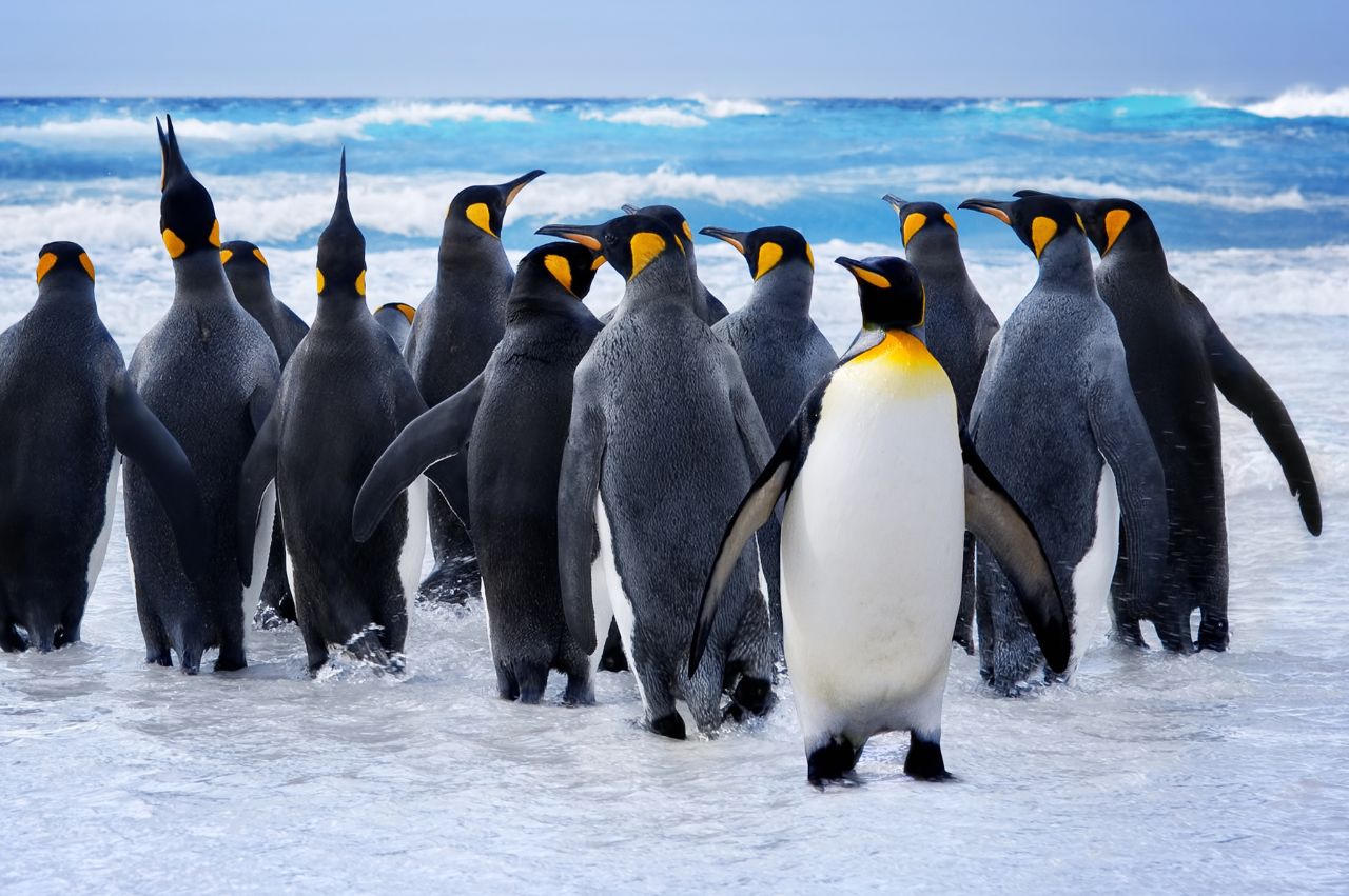 王様ペンギン（キングペンギン）