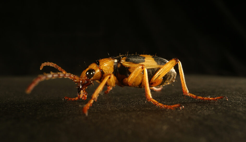 ミイデラゴミムシ _標本