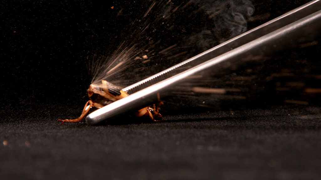 ミイデラゴミムシのガス噴射