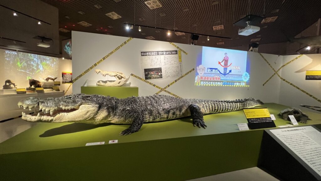 イリエワニの実物大レプリカ(体長6m)