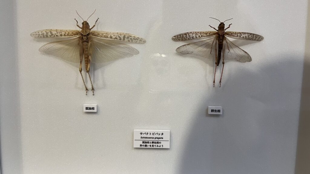 サバクトビバッタ