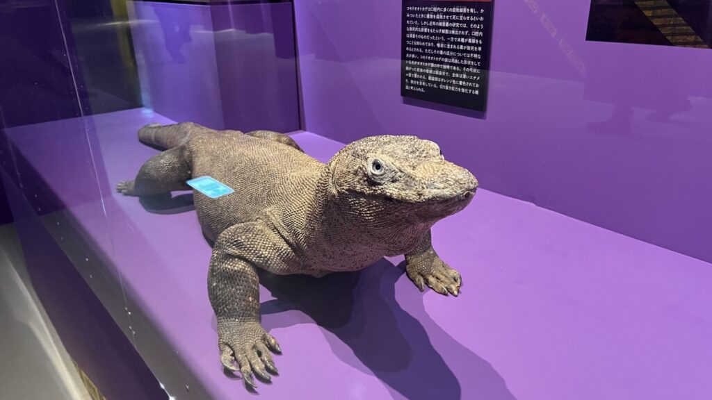 コモドオオトカゲ剥製(国立科学博物館蔵)
