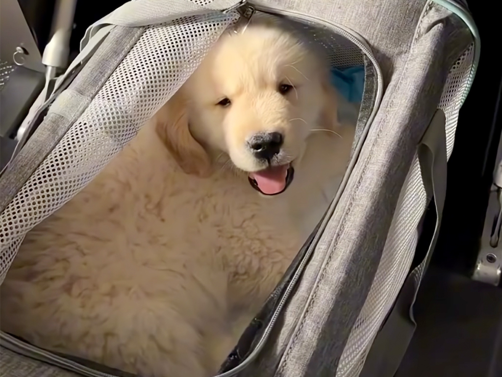 生まれて初めての飛行機! 隣の席の人にも即懐く、ゴールデンレトリバー子犬のドキドキな空の旅