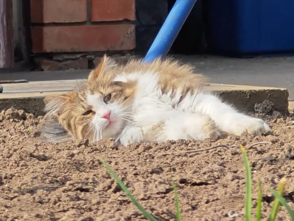 ゴロゴロするのがたまらにゃい! ポカポカのお昼を楽しむ猫さんたち