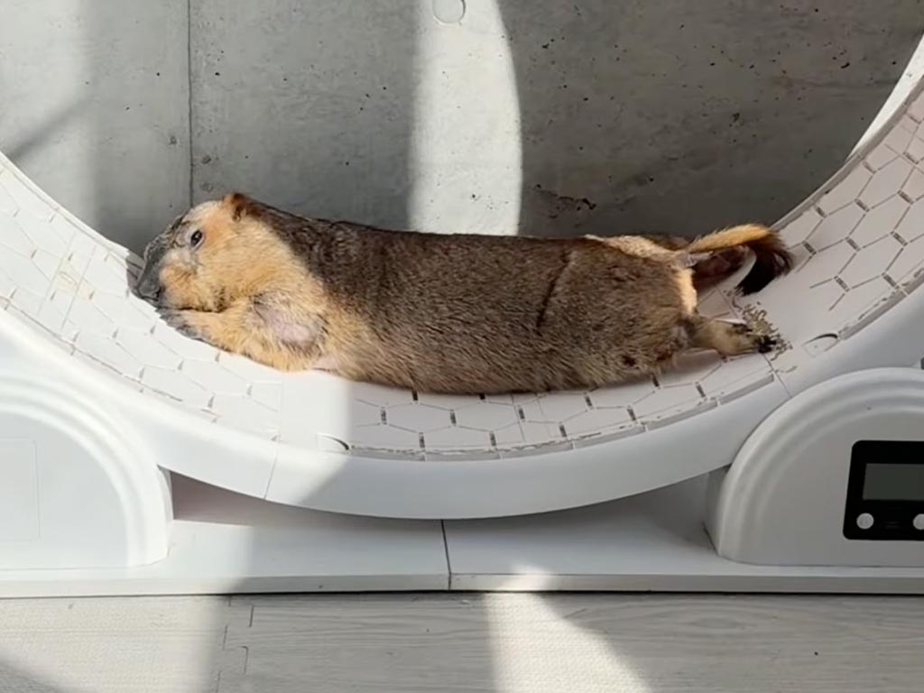 ホイールの意外な使い方！ 走るより眠る派？ フィット感がたまらないマーモットのお昼寝タイム