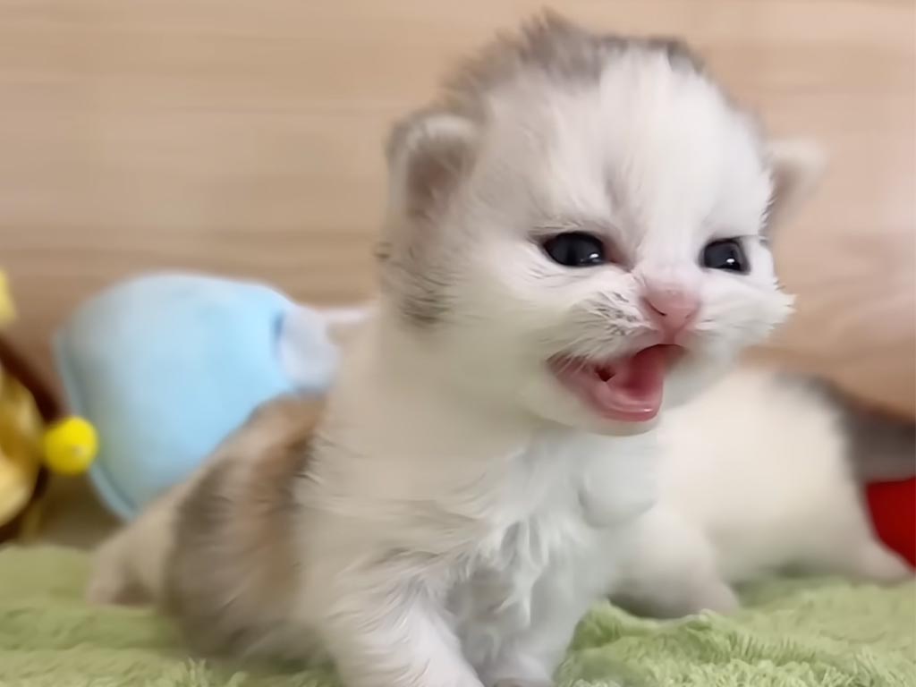 【元気いっぱい】手のひらサイズの子猫さんが全力のおたけび！ 一生懸命なおしゃべりに胸キュンが止まらない