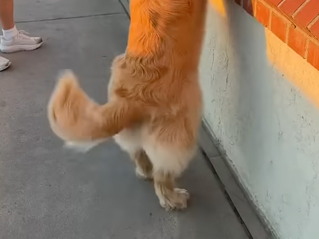 【相思相愛】「おじいちゃん、大好き！」猛ダッシュで親友の元へ駆け寄る犬さん