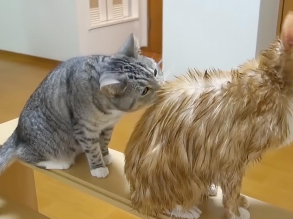 「今はダメだニャ!」お風呂上がりにちょっかいを出して怒られちゃった…それでもお姉ちゃん猫が気になっちゃう弟くん