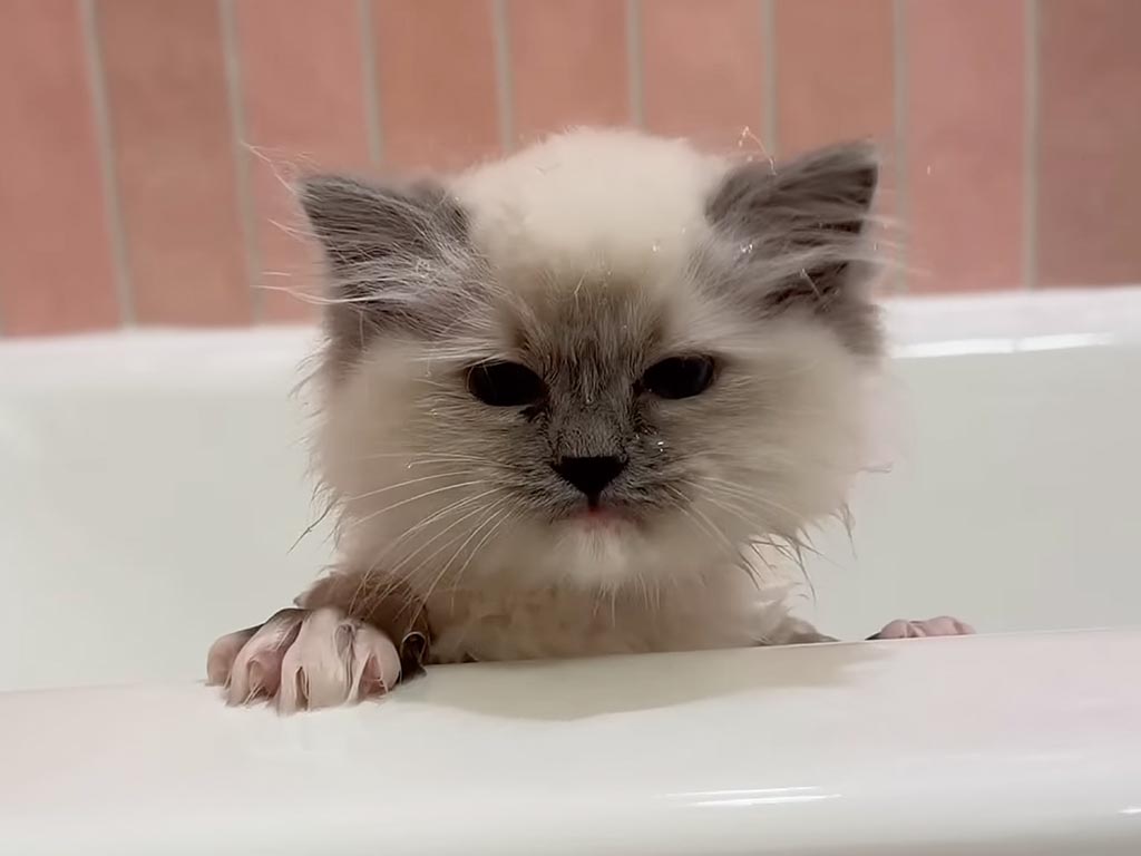 お風呂なんて必要ないもん！ 猛抗議する子猫さん