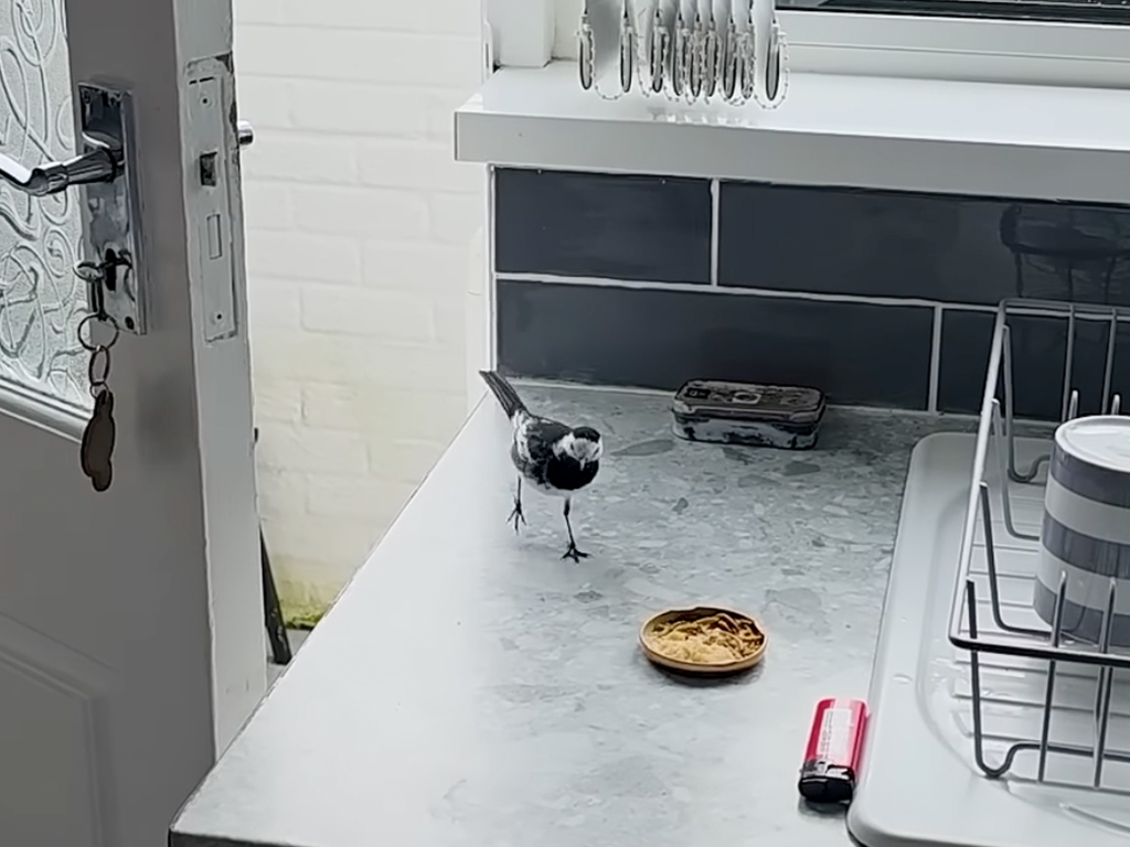 「今日も遊びに来たよー！」パタパタと軽快に！ お家の中で安心してお食事を楽しむ野鳥の姿